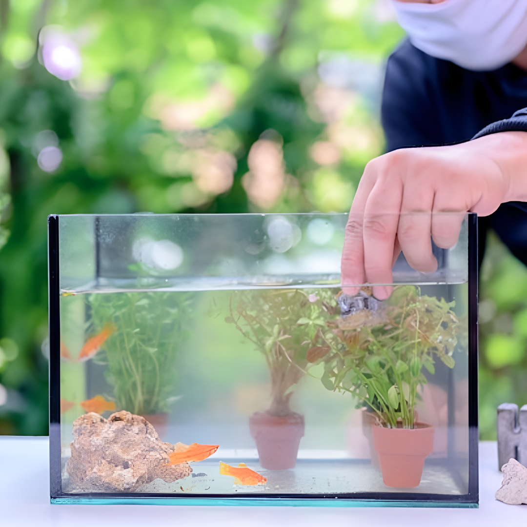Creating the Perfect Fish Tank Environment